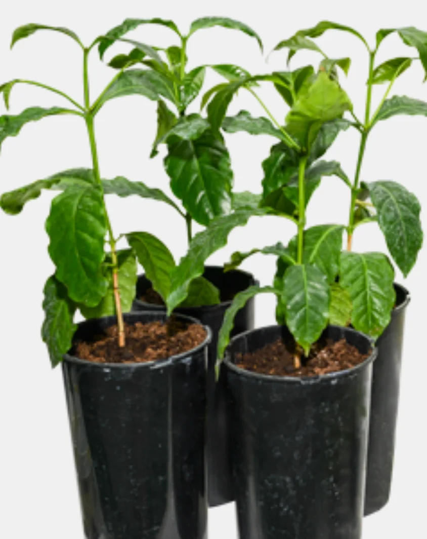 Tissue Culture Plants